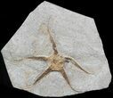 Ordovician Brittle Star (Ophiura) Fossil - Morocco #49210-1